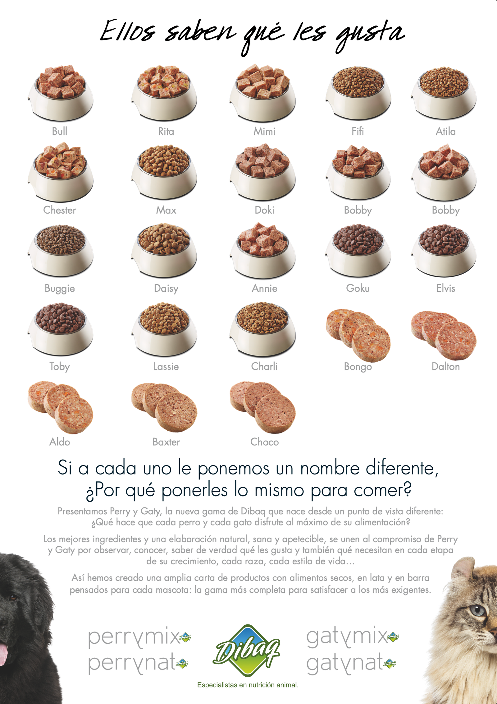 perro y gato